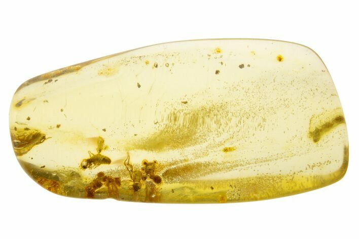 Polished Colombian Copal ( g) - Contains Termites! #331670